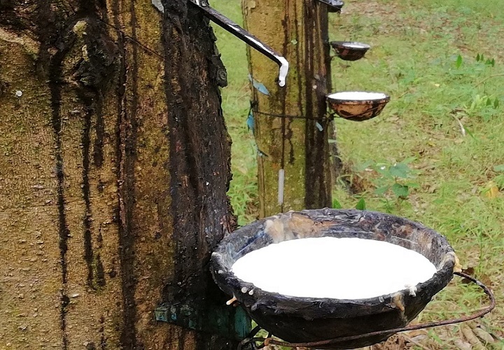 Giá cao su hôm nay 31/3: Tâm lý lạc quan khi mở cửa phiên